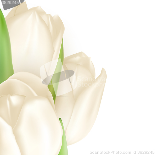 Image of Isolated tulip frame. EPS 10