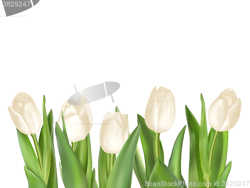 Image of Isolated tulip frame. EPS 10