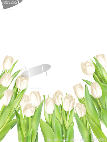 Image of Isolated tulip frame. EPS 10