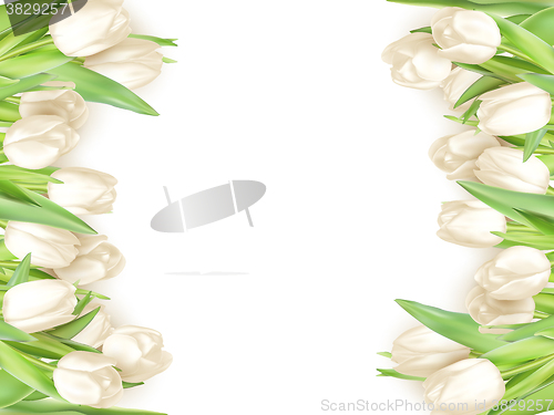 Image of Isolated tulip frame. EPS 10