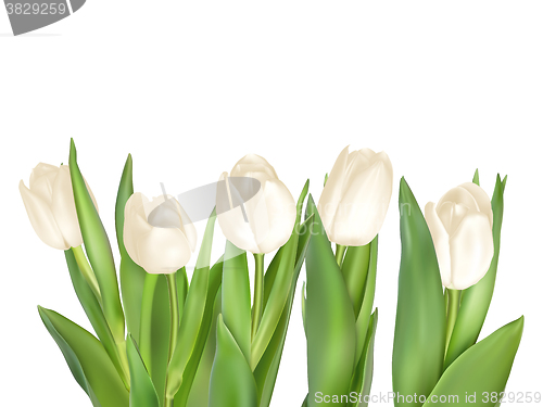 Image of Isolated tulip frame. EPS 10