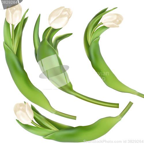 Image of Tulips decorative background. EPS 10