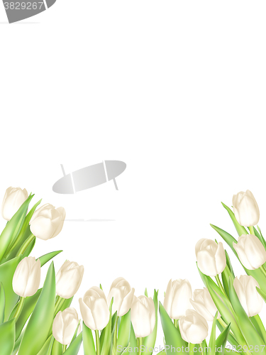 Image of Isolated tulip frame. EPS 10
