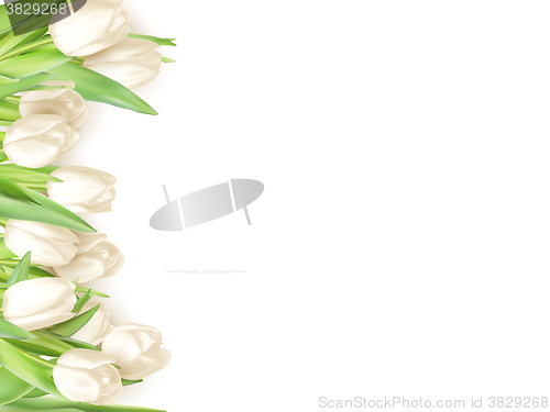 Image of Isolated tulip frame. EPS 10