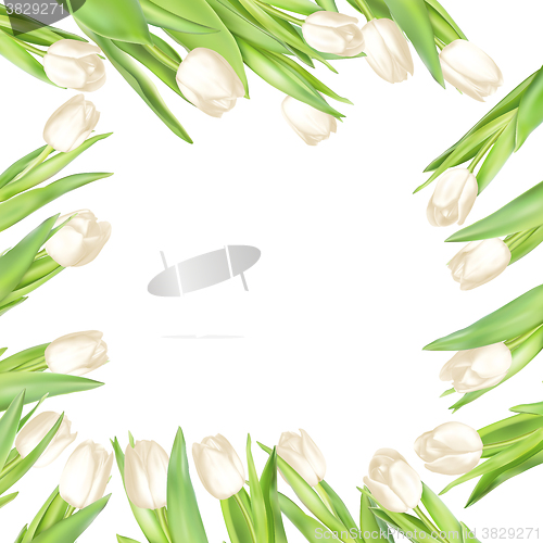Image of Isolated tulip frame. EPS 10