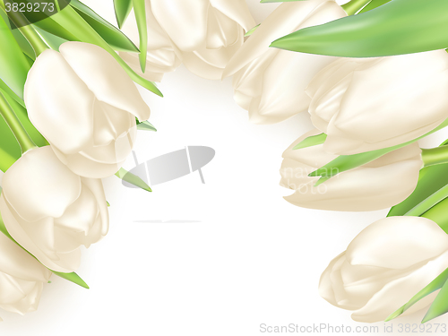 Image of Isolated tulip frame. EPS 10