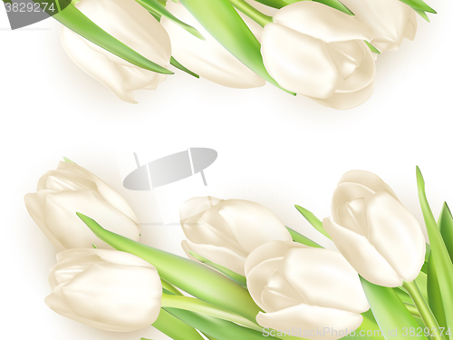 Image of Isolated tulip frame. EPS 10
