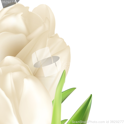 Image of Isolated tulip frame. EPS 10