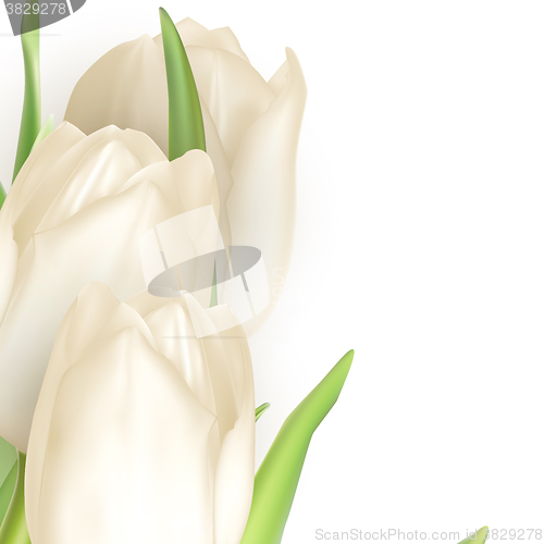 Image of Isolated tulip frame. EPS 10