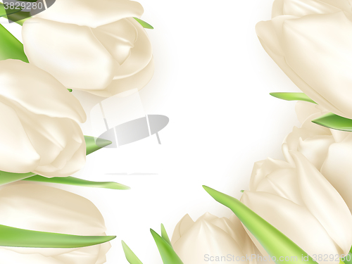 Image of Isolated tulip frame. EPS 10
