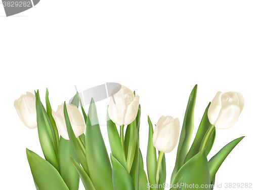 Image of Isolated tulip frame. EPS 10