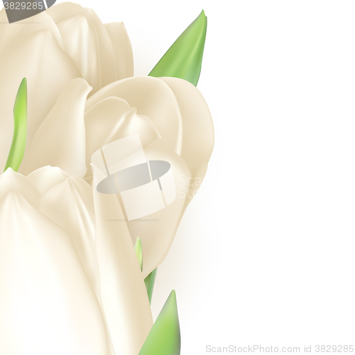 Image of Isolated tulip frame. EPS 10