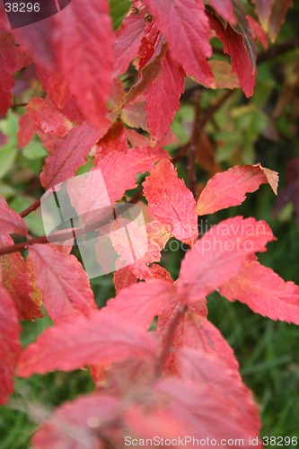 Image of Autum colors