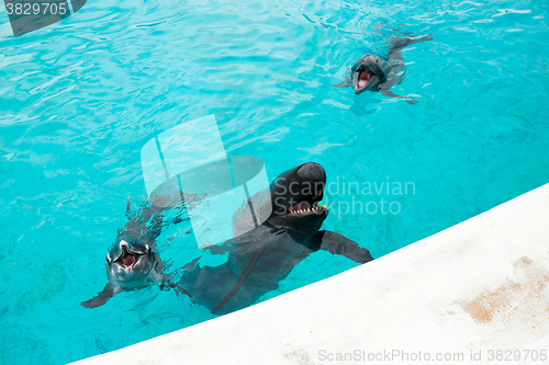 Image of Dolphin and whale shark in Aquarium