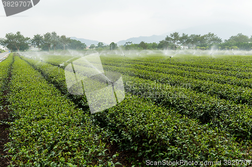 Image of Green tea plantation with water sprinkler system