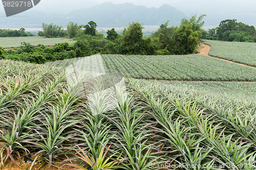 Image of Pineapple farm in TaiTung, TaiWan