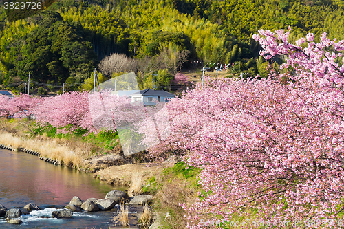 Image of Sakura flower in kawazu city