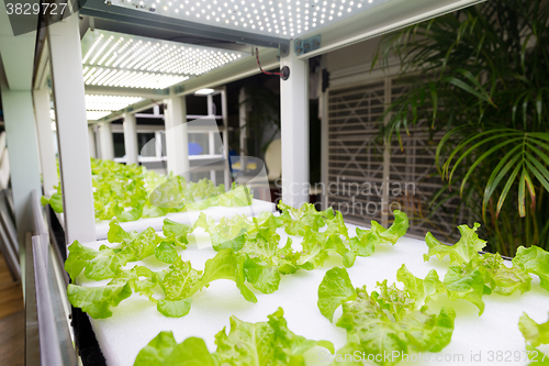 Image of Fresh organic vegetable in hydroponic vegetable field