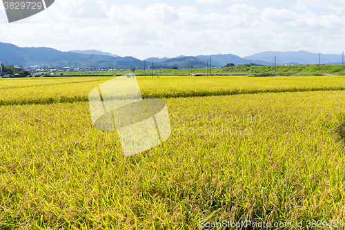 Image of Paddy rice meadow