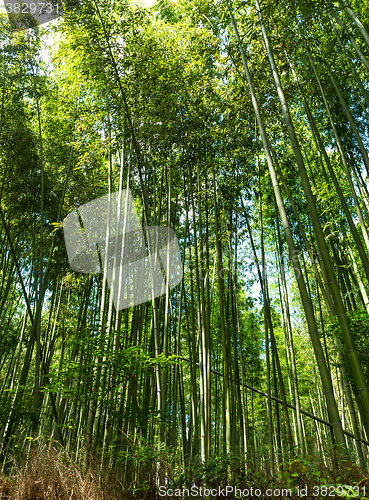 Image of Bamboo forest at Arashiyama, Kyoto, Japan