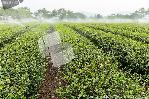 Image of Watering with sprinkler of green tea farm