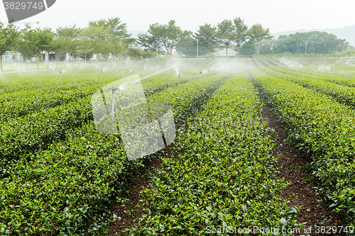 Image of Tea farm in Taiwan