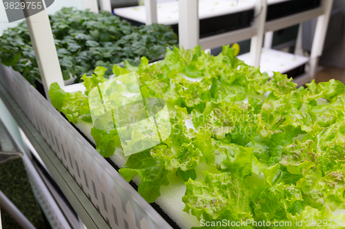 Image of Planting hydroponics at indoor