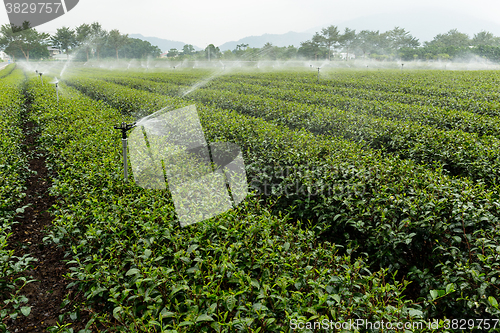 Image of Green Tea Farm with water sprinkler system