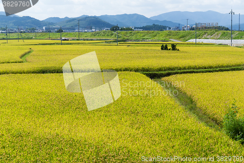 Image of Paddy jasmine rice farm