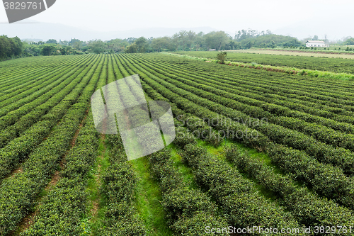 Image of Tea farm