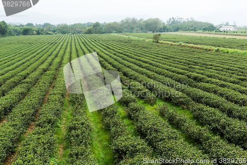 Image of Tea plantation 