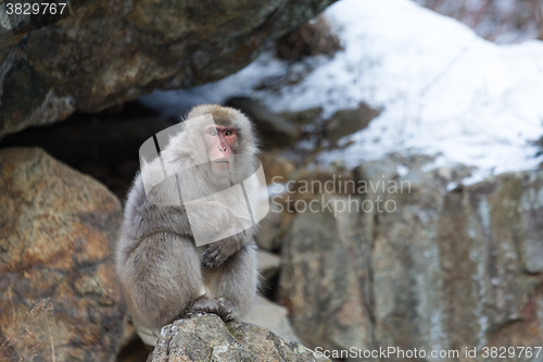 Image of Snow monkey