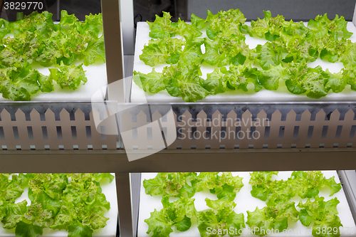 Image of Hydroponics system