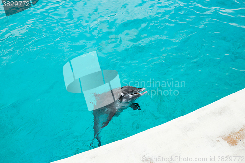 Image of Dolphin