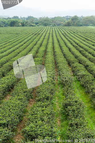 Image of Green Tea Farm