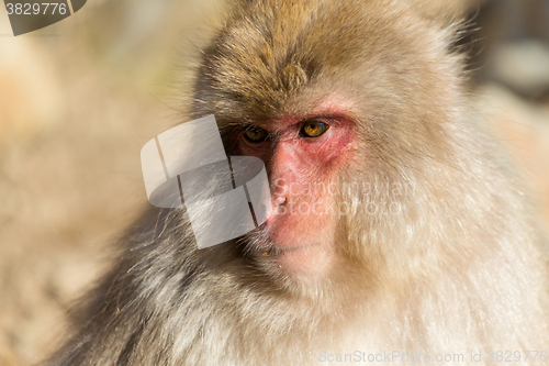 Image of Japanese Monkey close up