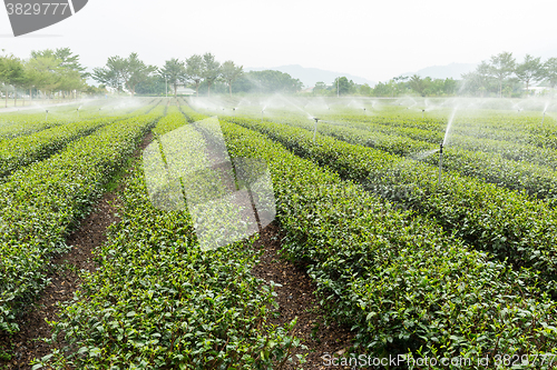 Image of Beautiful fresh green tea plantation 