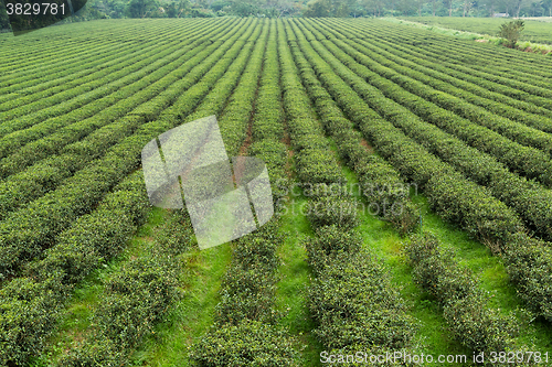 Image of Tea farm in TaiTung