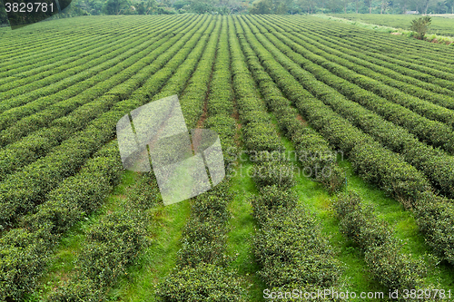 Image of Tea farm in TaiTung