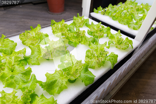 Image of Hydroponics vegetable farm 