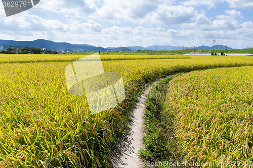 Image of Walking Path in Green Rice Field