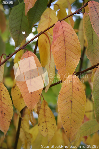 Image of Autum colors