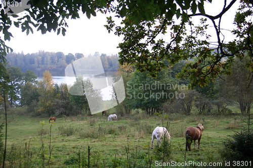 Image of Horses