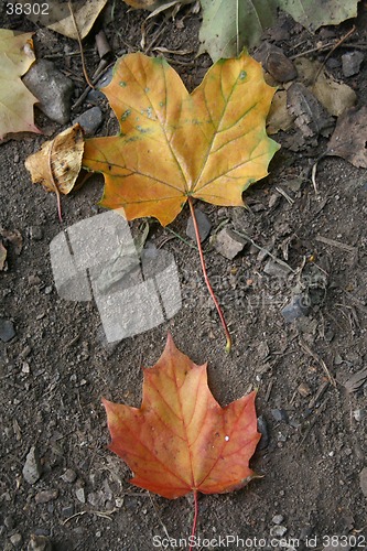 Image of Autum colors