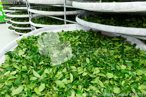 Image of Fermentation of tea 