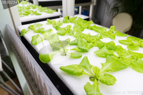 Image of Small Plants growing in Hydroponic culture