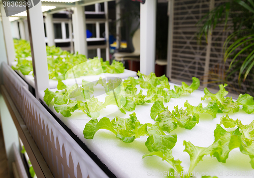 Image of Indoor Hydroponics system rack