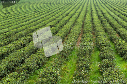 Image of Green tea plantation 