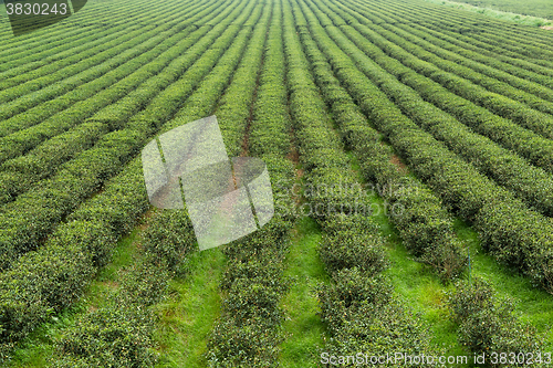 Image of Tea plantation farm