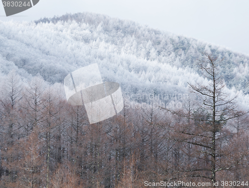Image of Winter trees on snow 